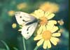 green-veined white